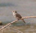 /album/photo-gallery-photogallery/spotted-flycatcher-in-rute-malaga-province-jpg/